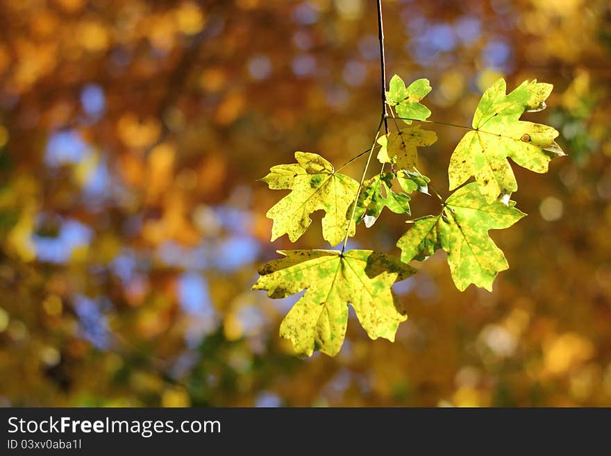 Autumnal Details - Colorful Leaves And Bokeh