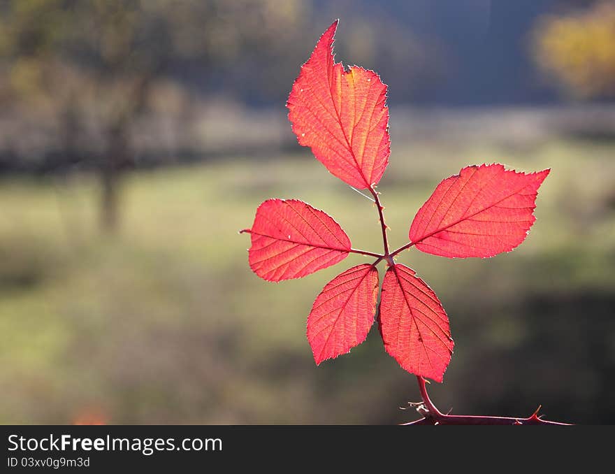 Fall foliage details - vivid red leaves with a bokeh background