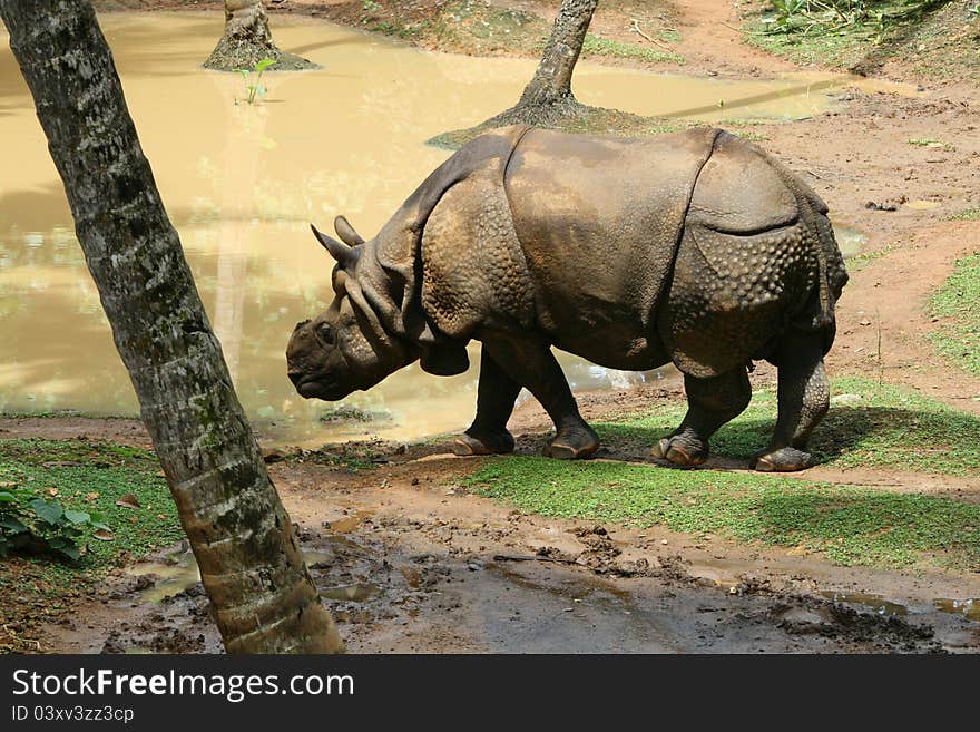 An asian rhinos walking nearby the pond in a park, india