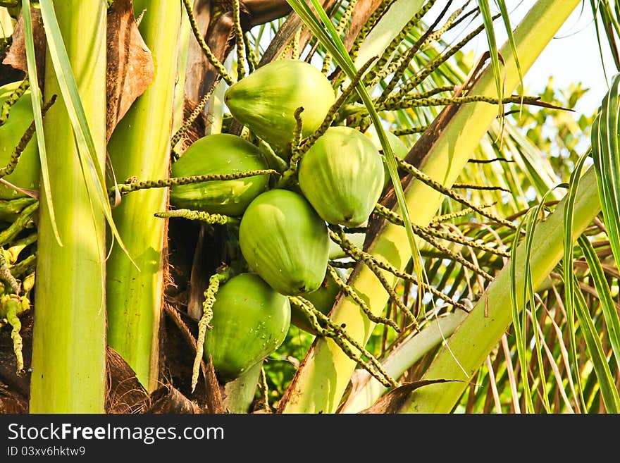 Clusters of freen coconuts close-up hanging on palm tree