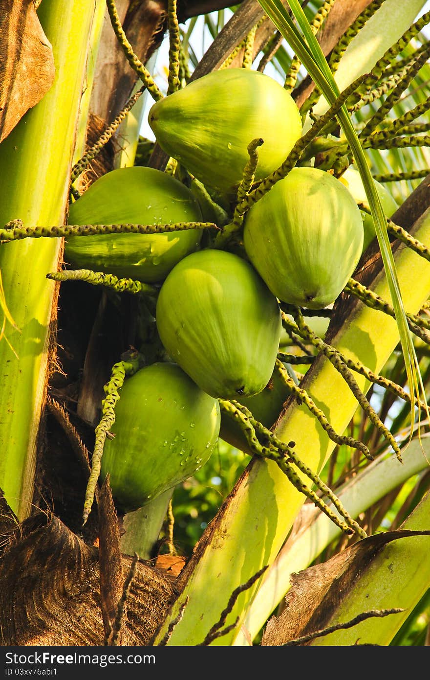 coconuts close-up hanging on palm tree. coconuts close-up hanging on palm tree