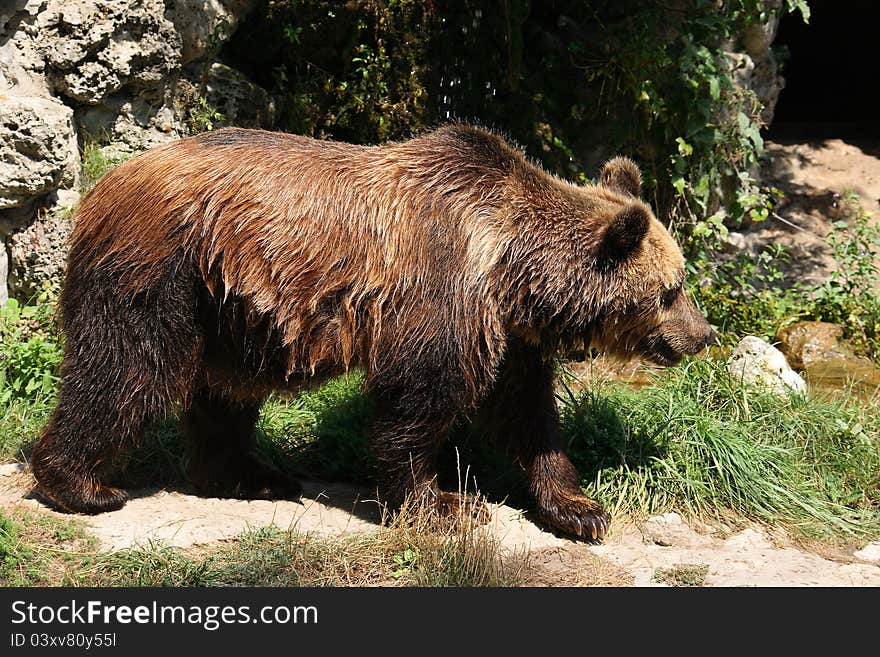 European brown bear in their natural environment.