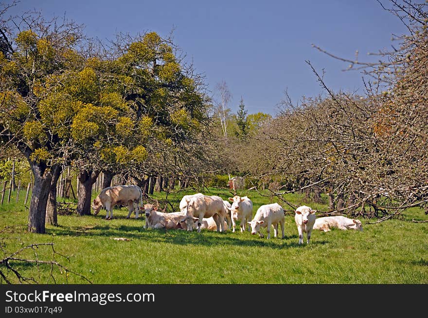 Cattle grazing on a northern french farm in the picardy / somme / pays de calais vicinity. Cattle grazing on a northern french farm in the picardy / somme / pays de calais vicinity