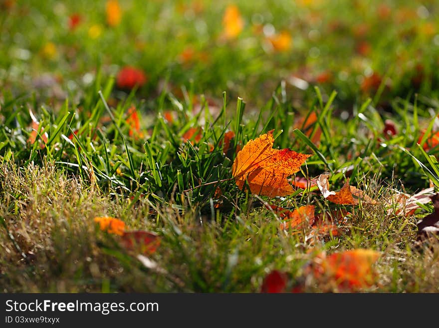 Backlit Maple Leaf on Grass