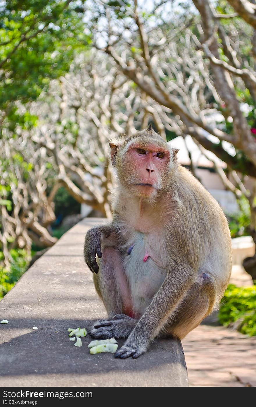 Portrait of wild monkey at Phra nakorn Kiri park in Phetchaburi,Thailand