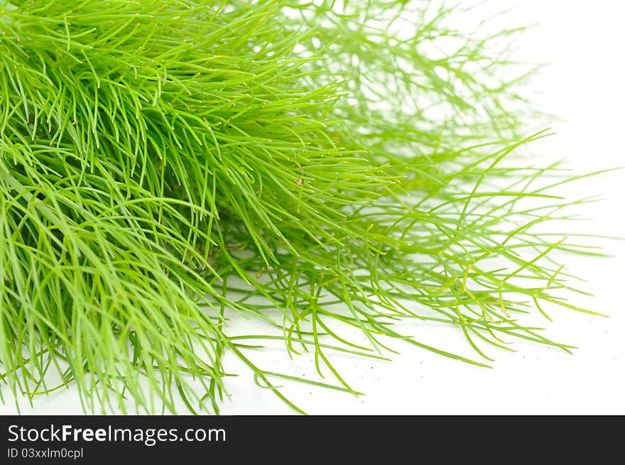 A close-up shot of a fresh green fennel on a white background. A close-up shot of a fresh green fennel on a white background