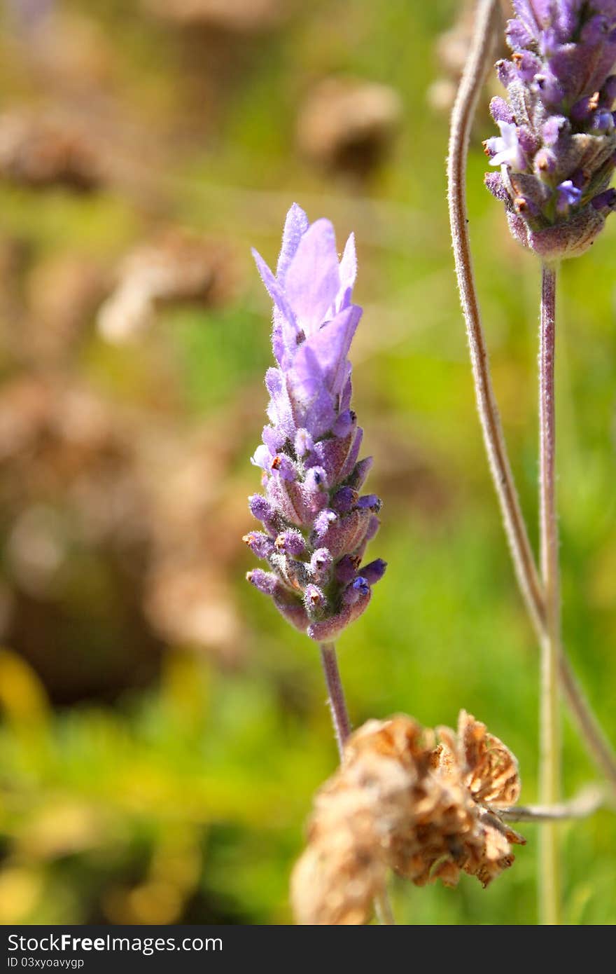 A close up of lavender