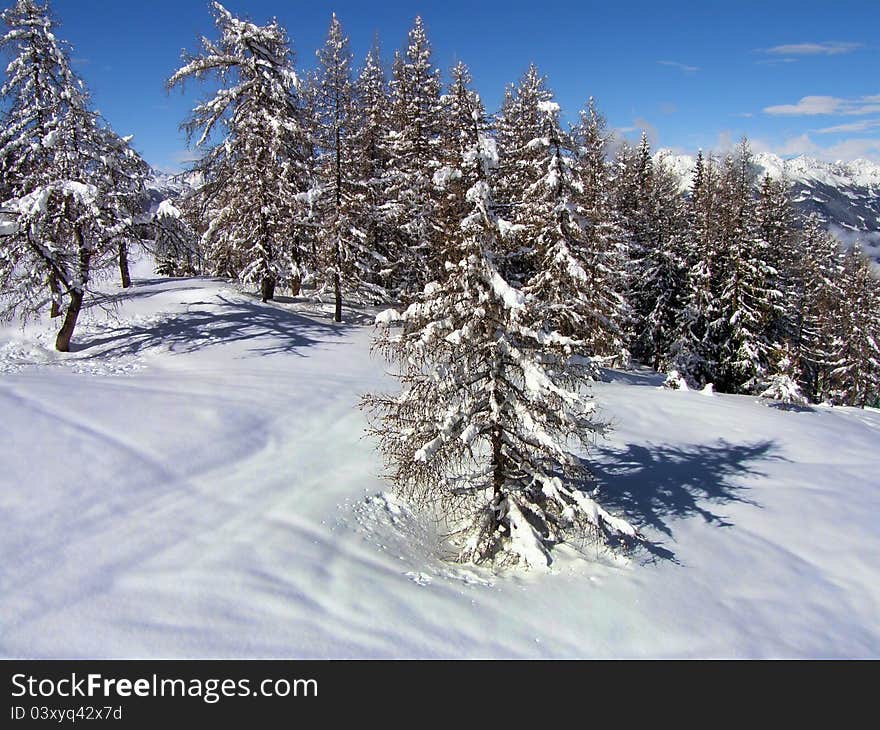 Snowy trees in the mountains