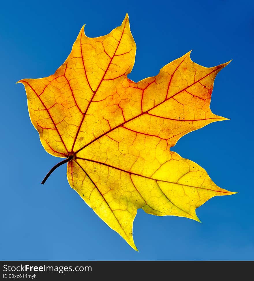 Maple Leaf Isolated On Blue Sky