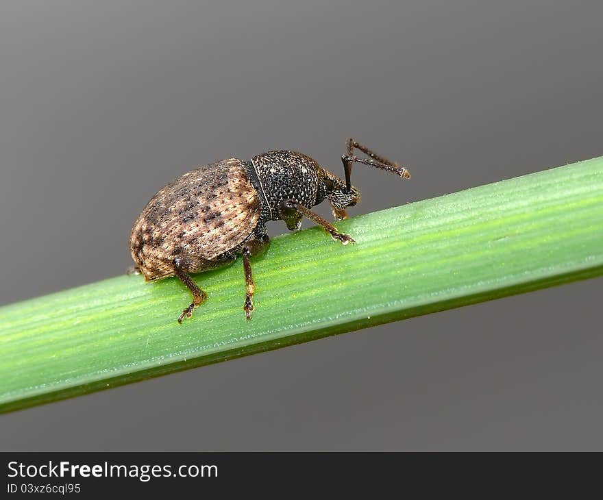 Weevil