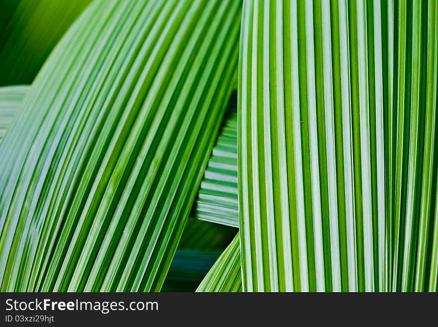 Close up shot of a bright green leaf. Close up shot of a bright green leaf