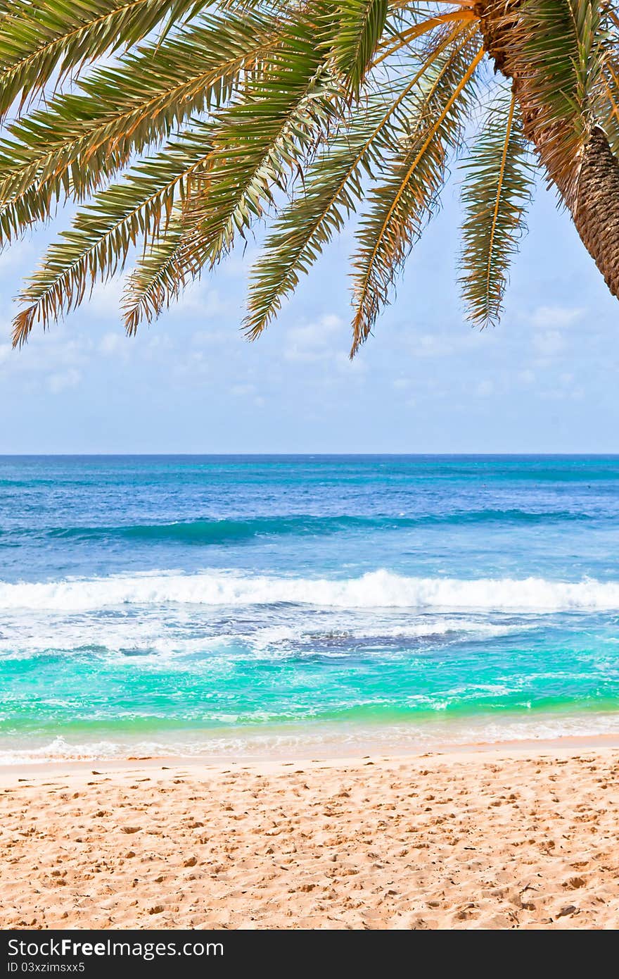 Beautiful palm tree over white sand beach. Summer nature view. Beautiful palm tree over white sand beach. Summer nature view.