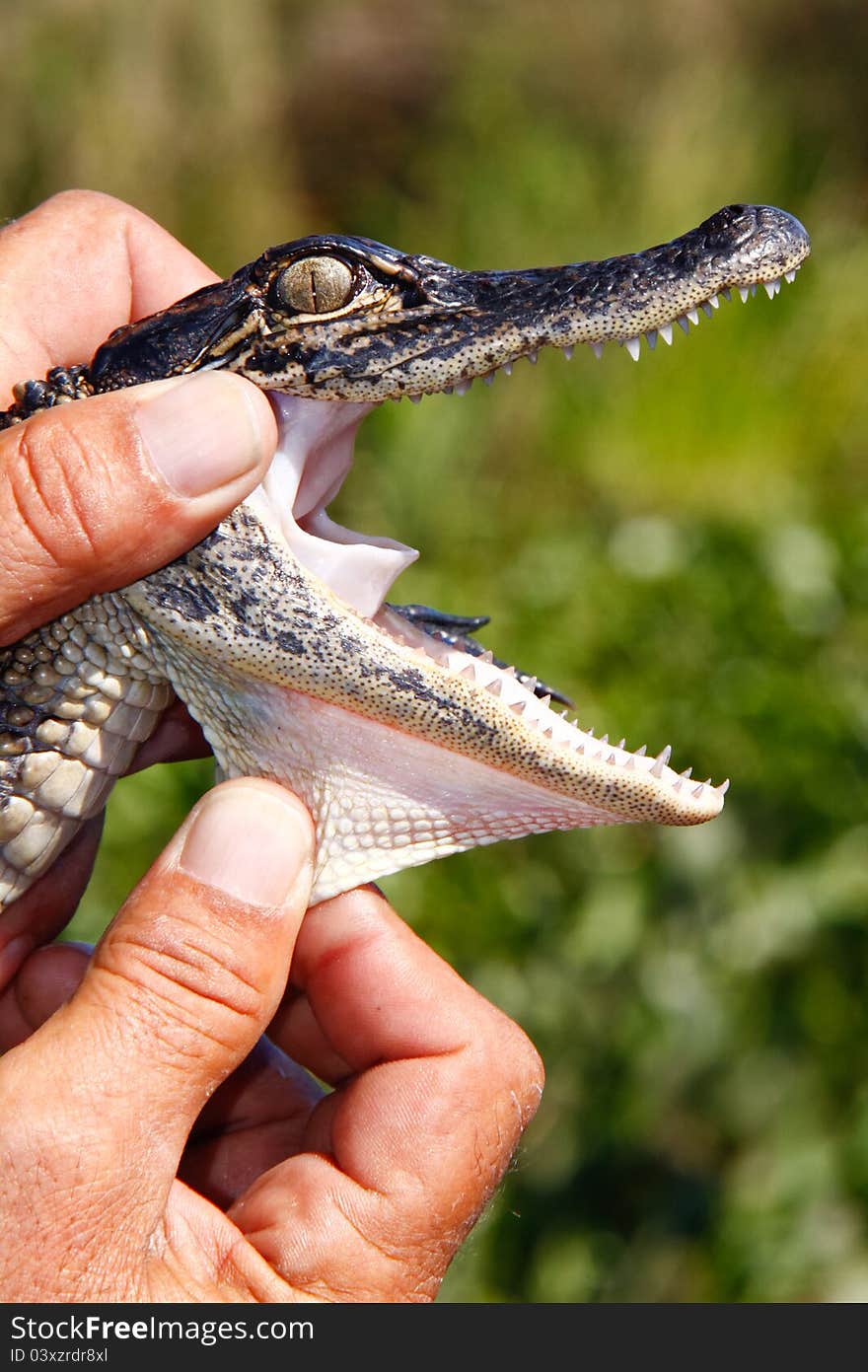 A view of a 2 year old American Alligator from the bayou near New Orleans, showcasing the palatal valve in the back of the throat, which allows the alligator to keep water from entering its throat and lungs while feeding on prey. A view of a 2 year old American Alligator from the bayou near New Orleans, showcasing the palatal valve in the back of the throat, which allows the alligator to keep water from entering its throat and lungs while feeding on prey.