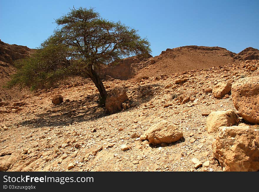 Tree in Judaean Desert