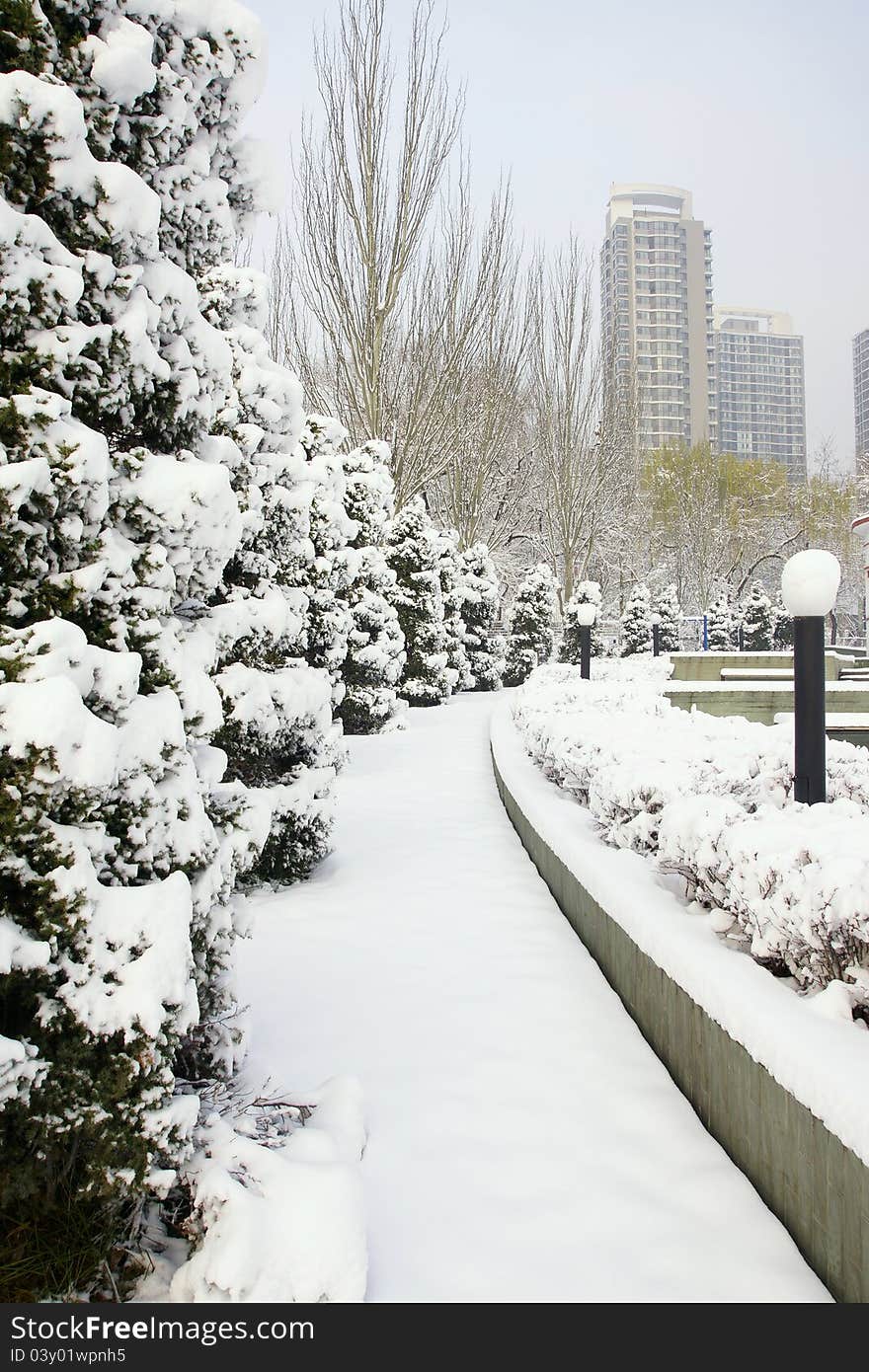 The winter scenery of park. The winter scenery of park