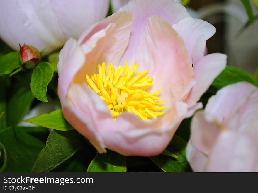 Beautiful, with the big petals a blossoming pink flower.