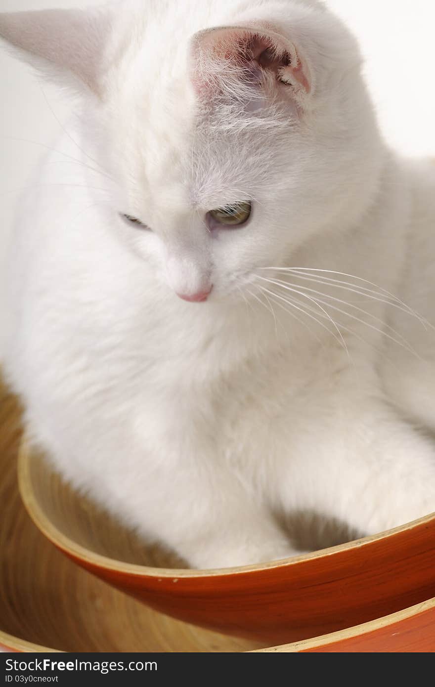 Cat Playing With Object