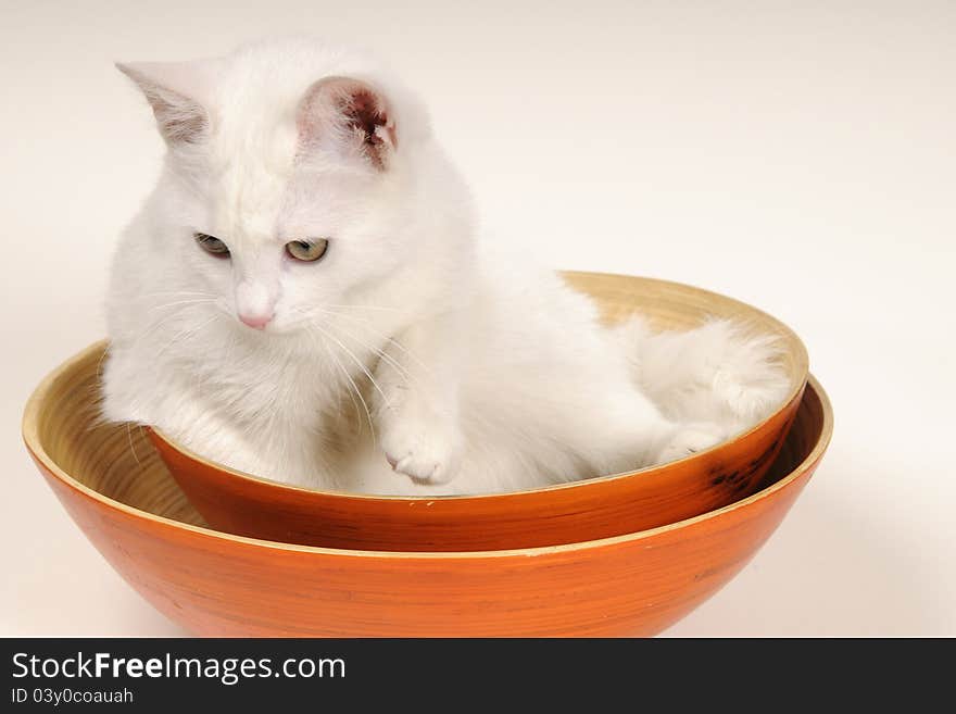 Cat Playing In Bowls