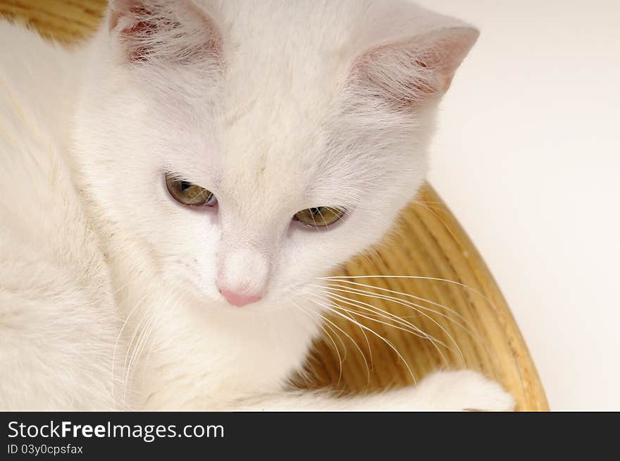 Kitten relaxing in bowls