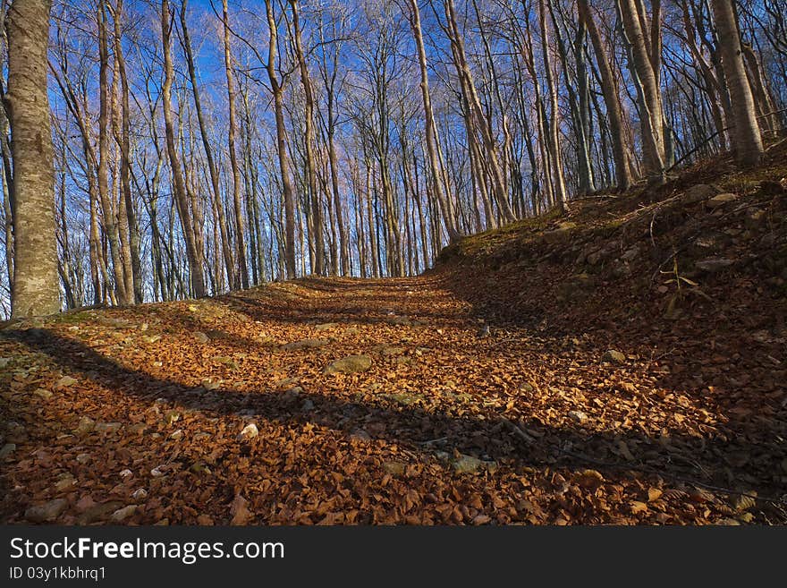 Beech Forets