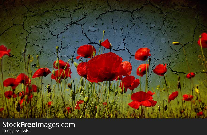 Photo of a poppies pasted on a grunge background. Photo of a poppies pasted on a grunge background