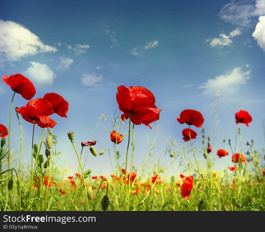 Red poppies on green field. Red poppies on green field