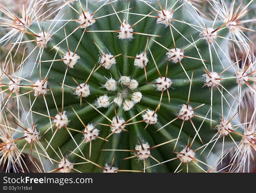 Closeup photograph of cactus, frame filled with thorns