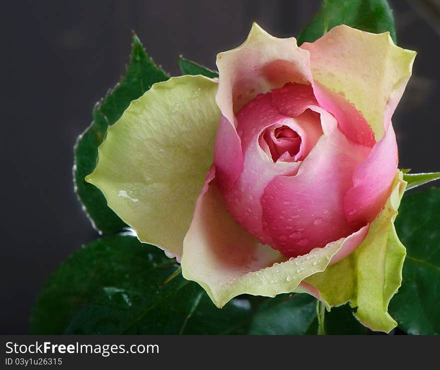 Pink beauty rose on gray