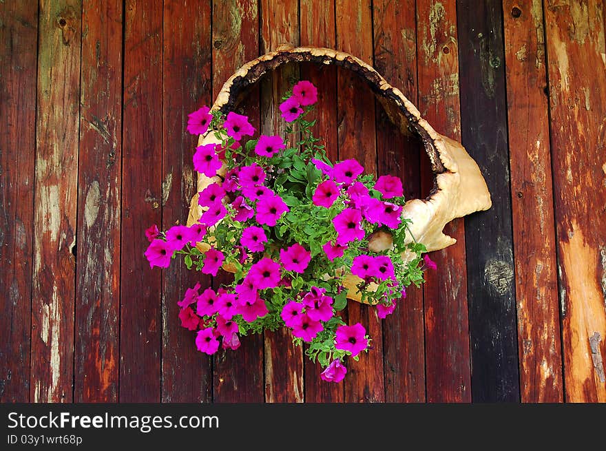 Fuchsia flowers hanging on wooden wall