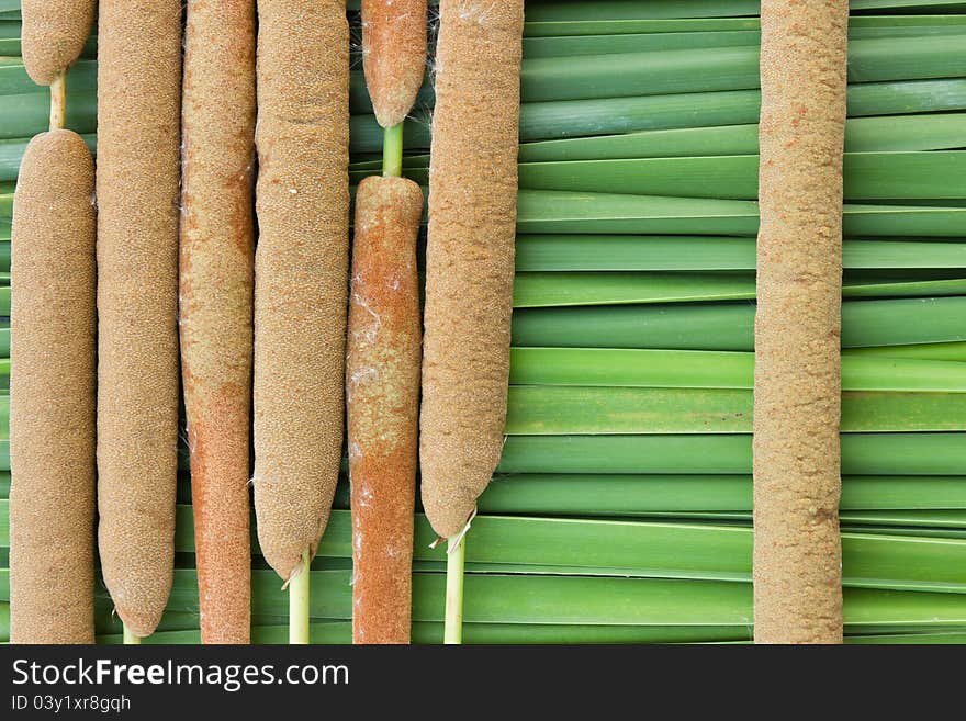 A biennial plant.     Typha   angustifolia L.