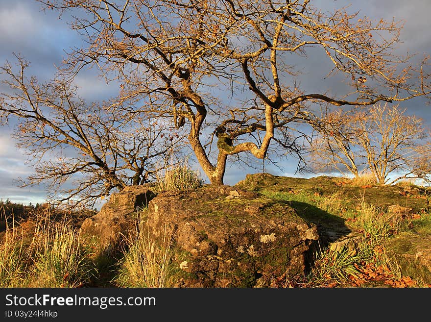 Mossy rocks and old trees, Oregon city OR.