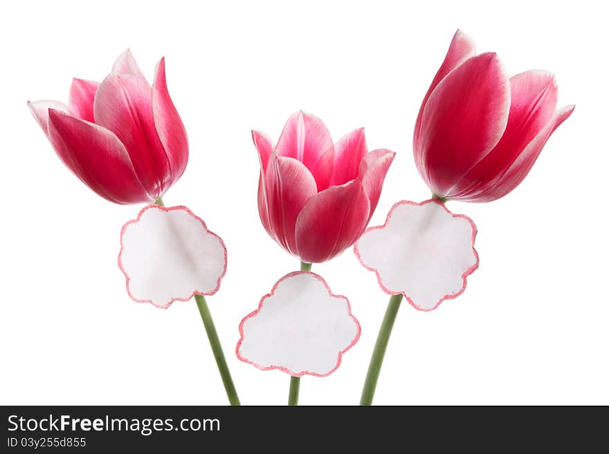 Three tulips with labels on a white background