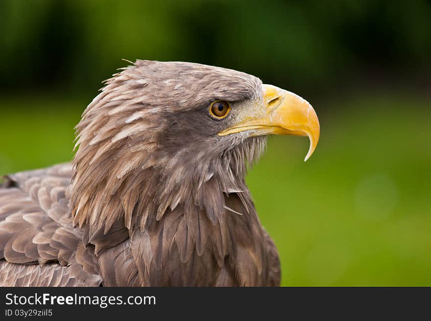 Europäisches Seeadler Porträt im Sommer