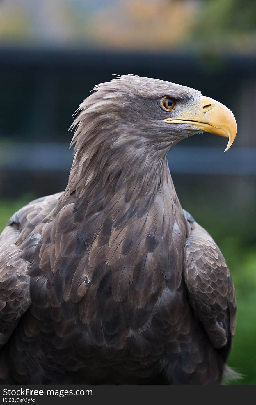 Seeadler PortrÃ¤t