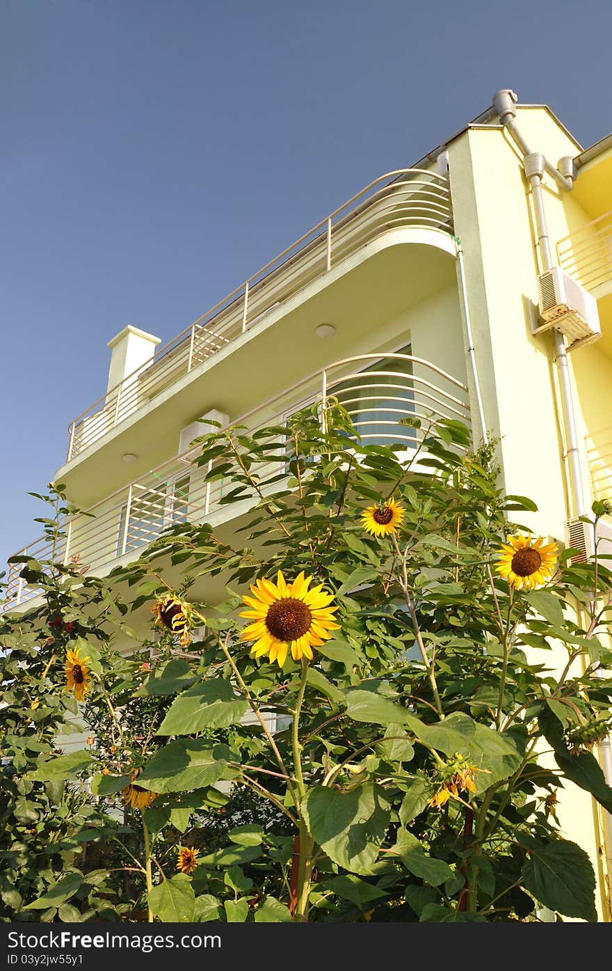 Flowers sunflowers in front of the villa in Bulgaria. Flowers sunflowers in front of the villa in Bulgaria.