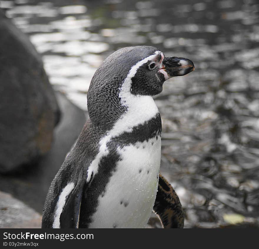 Humboldt Penguin