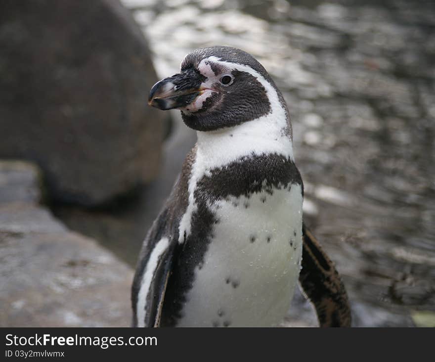 Humboldt Penguin (Spheniscus humboldt) is a flightless bird of the family of penguin (Spheniscidae), named after the naturalist Alexander von Humboldt. It occurs in the territory of Peru and Chile, along the western coast of South America, where it inhabits cold, but the fish-rich Humboldt Current