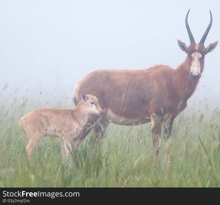 Blesbok and young in mist