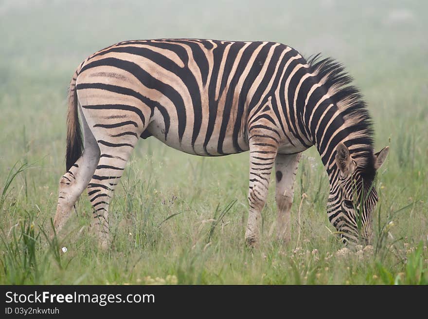 Zebra seen eating grass on a misty morning. Zebra seen eating grass on a misty morning