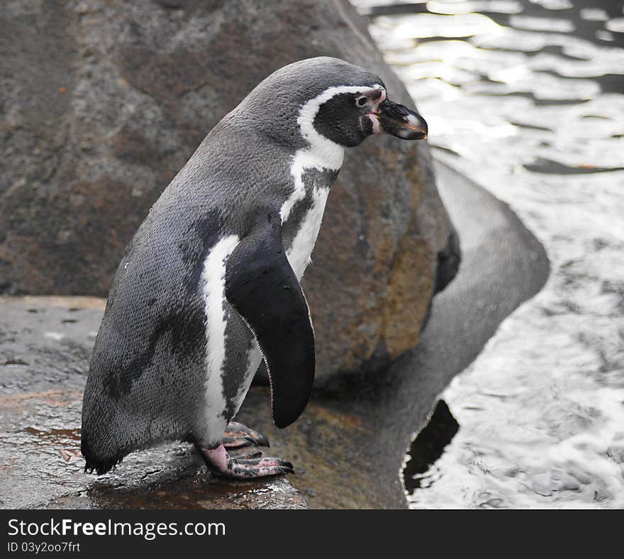 Humboldt Penguin (Spheniscus humboldt) is a flightless bird of the family of penguin (Spheniscidae), named after the naturalist Alexander von Humboldt. It occurs in the territory of Peru and Chile, along the western coast of South America, where it inhabits cold, but the fish-rich Humboldt Current