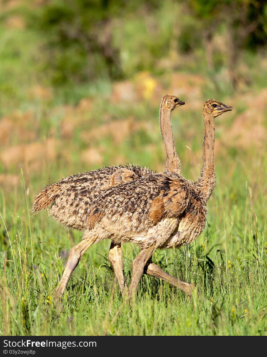 Two Ostrich chicks