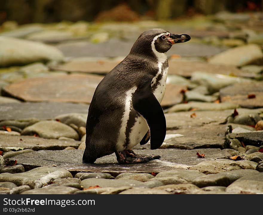 Humboldt Penguin (Spheniscus humboldt) is a flightless bird of the family of penguin (Spheniscidae), named after the naturalist Alexander von Humboldt. It occurs in the territory of Peru and Chile, along the western coast of South America, where it inhabits cold, but the fish-rich Humboldt Current