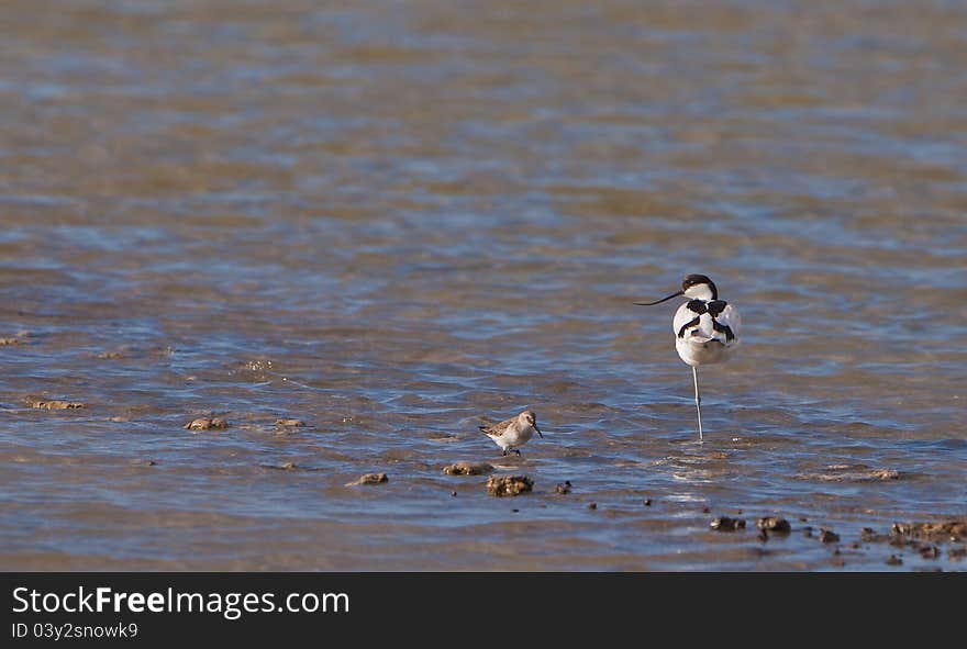 An Avocet ( Recurvirostra avosetta) stands imperturbable on one leg while a diligent Dunlin (Calidris alpina) hastens around in search of food. An Avocet ( Recurvirostra avosetta) stands imperturbable on one leg while a diligent Dunlin (Calidris alpina) hastens around in search of food.