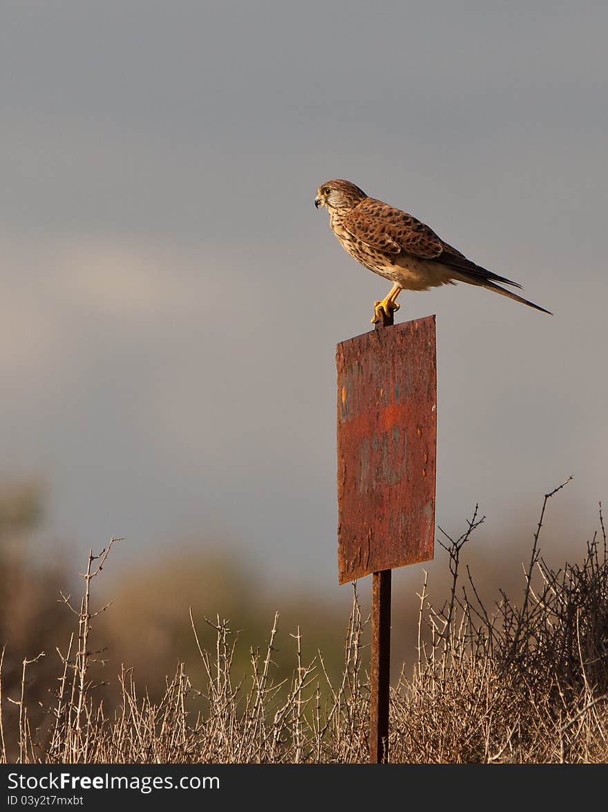 A Female Kestrel On A Post