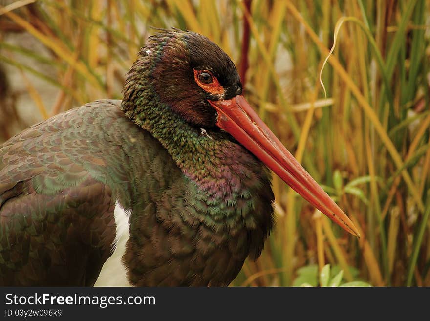 Black Stork (Ciconia nigra) is a representative family of storks (Ciconiidae). It is a large, mostly black bird with a bronze luster, long red beak and white belly. Between males and females almost no difference, the young are brown with gray-green mat beak. It reaches the age over 15 years.