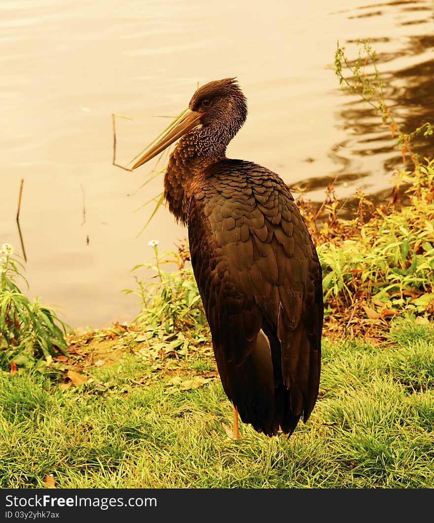 Black Stork (Ciconia nigra) is a representative family of storks (Ciconiidae). It is a large, mostly black bird with a bronze luster, long red beak and white belly. Between males and females almost no difference, the young are brown with gray-green mat beak. It reaches the age over 15 years.