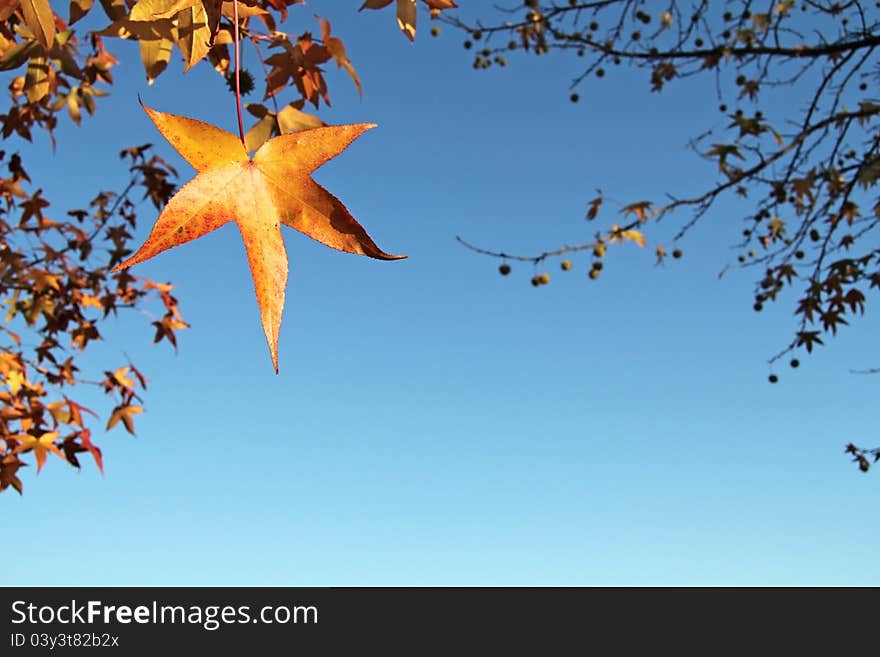 A natural autumn frame against a blue sky