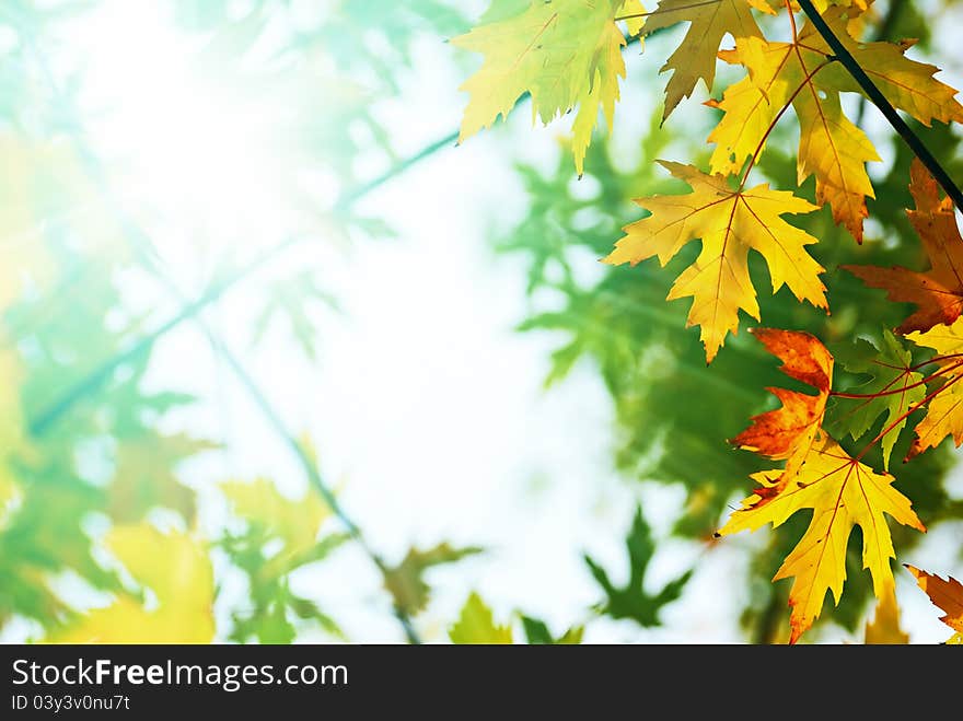 Colorful Leaves And Bright Sunlight