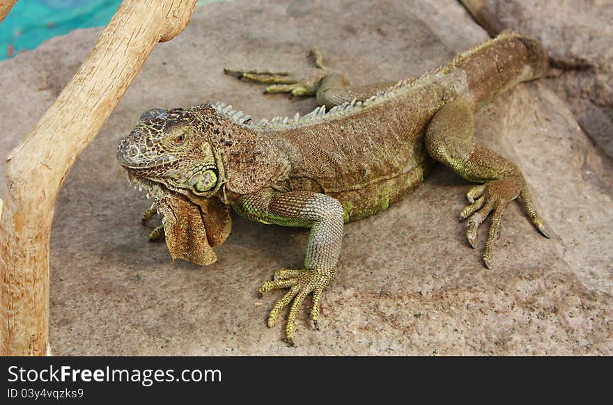 Iguana on a gray stone