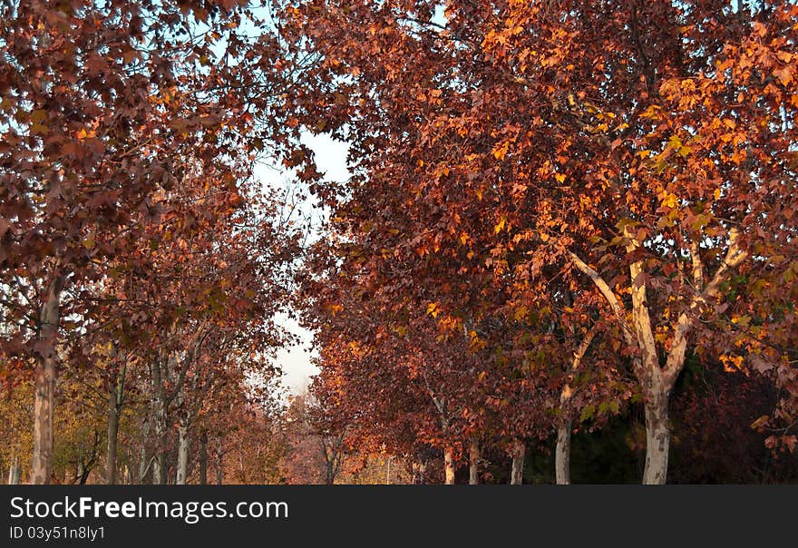 Autumn Pathway background in wide angle